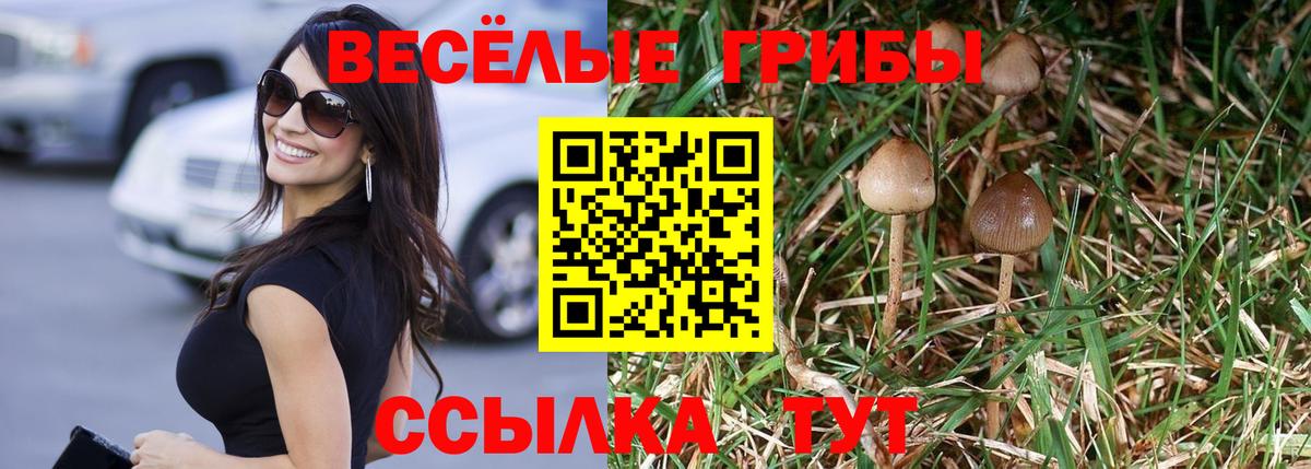 Псилоцибиновые грибы Psilocybine cubensis Электрогорск
